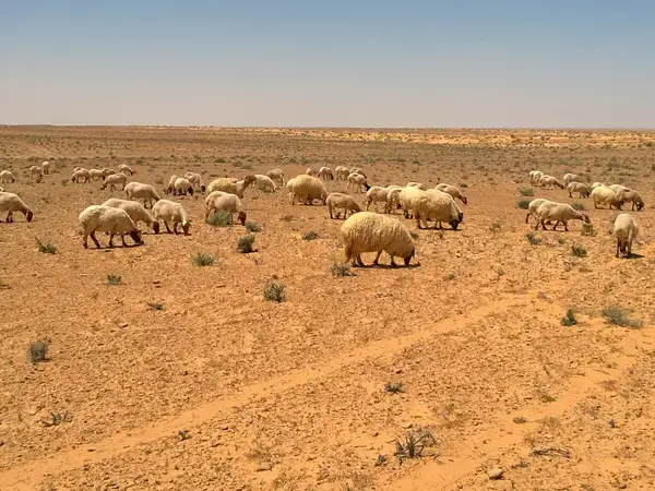ICARDA and IRA Médenine, national partner, gain insight into rangeland social-ecological systems (Photo: Aymen Frija/ICARDA)
