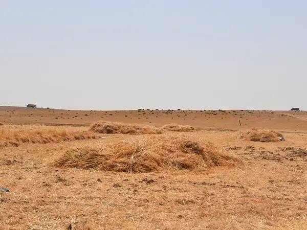 Barley harvesting in Jordan's Badia. Photo credit: Sanobar Khudaybergenova, ICARDA.