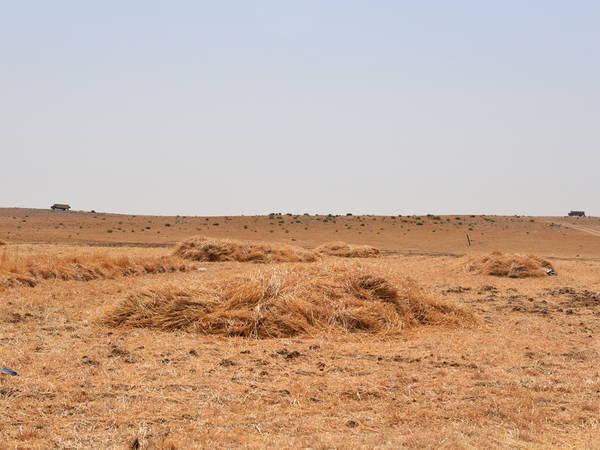 Barley harvesting in Jordan's Badia. Photo credit: Sanobar Khudaybergenova, ICARDA.