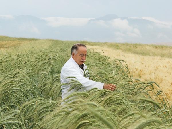 Improved crop varieties offer a vital defense against climate change