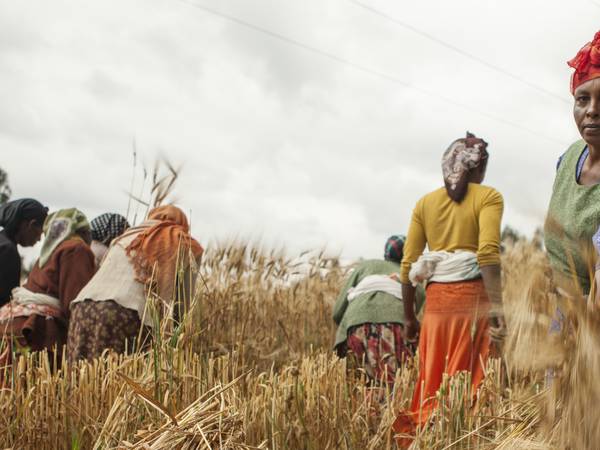 Closing the gender gap in barley farming boosts production and incomes in Ethiopia