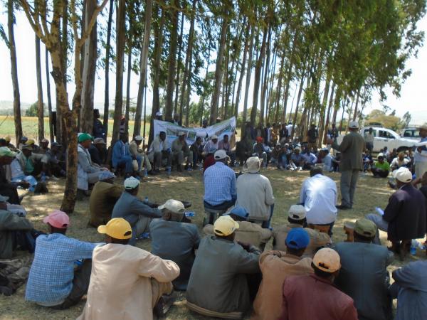 ICARDA and partners organized a field day on faba bean, chickpea and malt barley seed production this past October. 