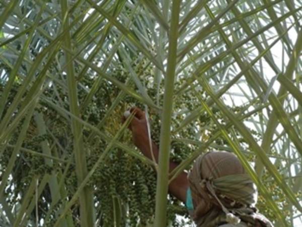 Date palm is a key commodity across the Arabian Peninsula – a key source of nutrition, feed, and fuel. 