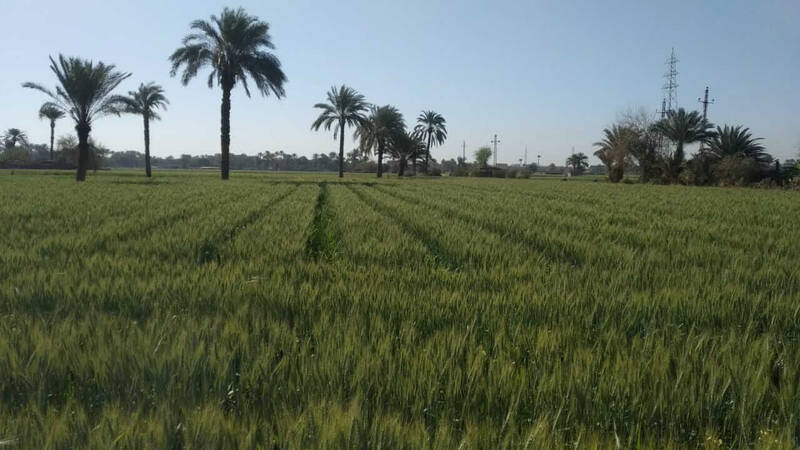 New approaches have significantly improved yields in Egypt