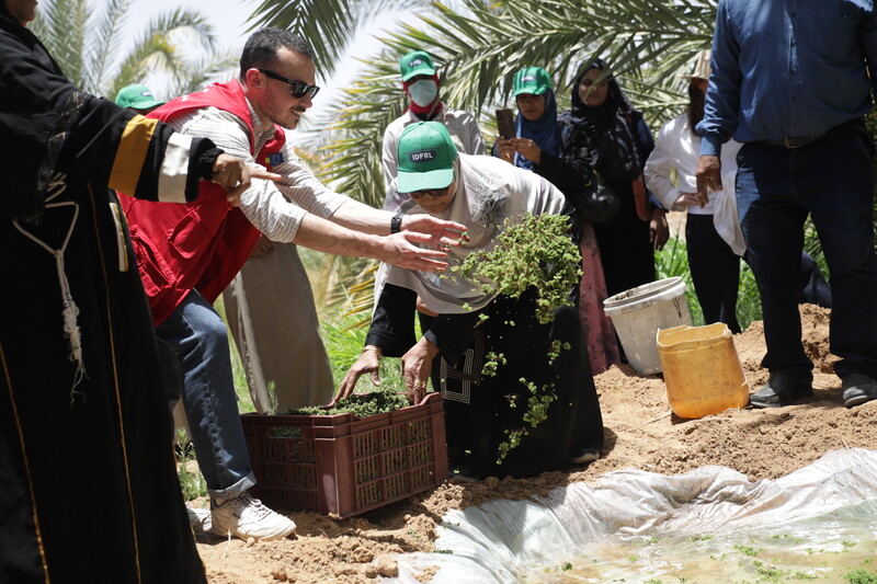 A woman farmer engaged in IDFRL activities 