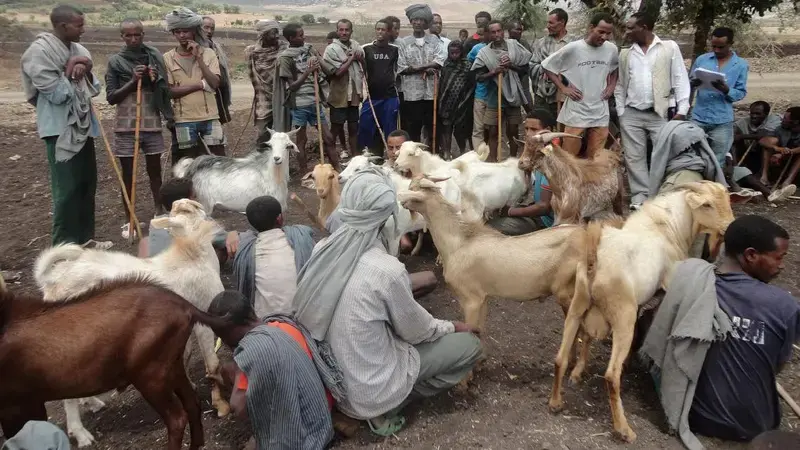 Community-based livestock breeding strategies enhance small holder resilience
