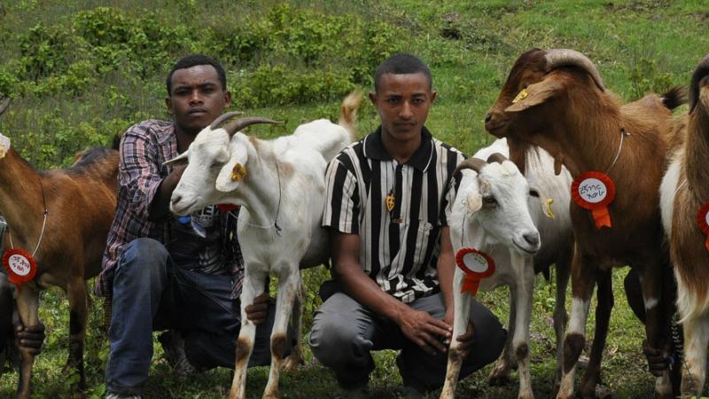 The Ethiopian government has adopted ICARDA’s community-based livestock breeding strategy to boost smallholder productivity.