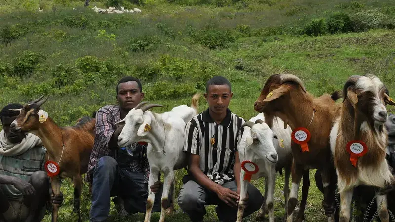 Community-based breeding programs are adapted to the resource constraints of smallholder farmers