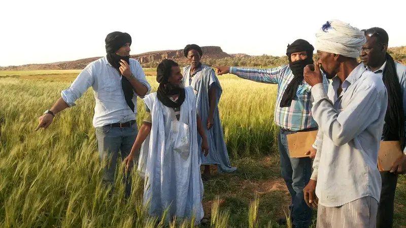 Climate-resilient durum wheat varieties are thriving in Mauritania