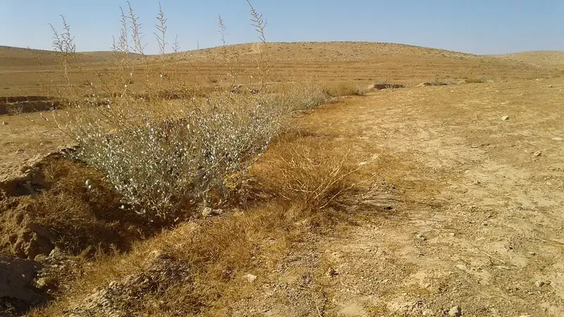 Watershed rehabilitation in Jordan’s ‘Badia’ is enhancing the growth of shrubs and reversing erosion