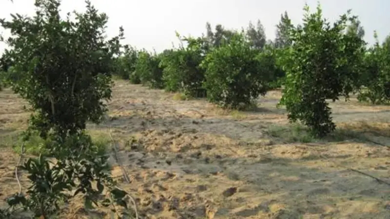 Irrigation activities in Egypt