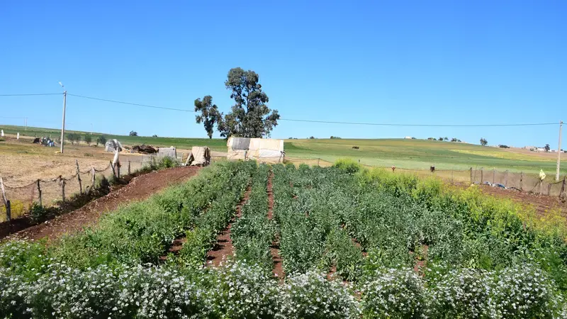 Strips, composed of marketable plants such as oil seeds, spices or food crops, attract a higher diversity of pollinators