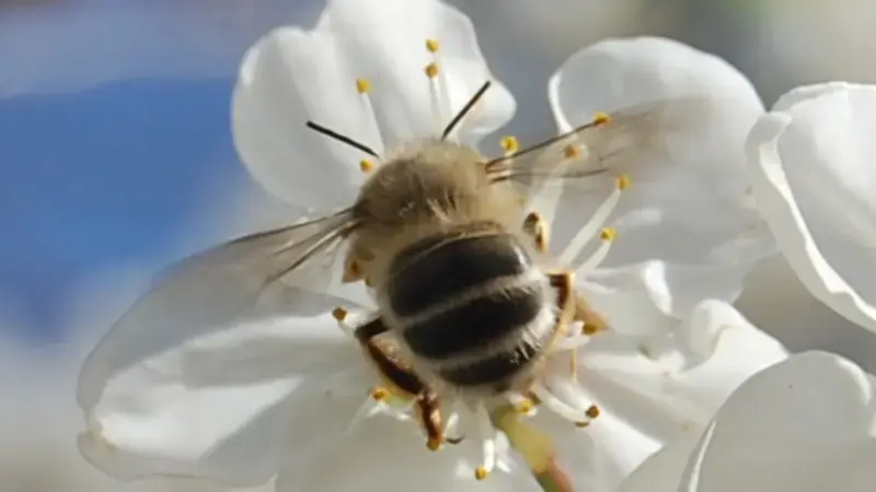 Pollinators