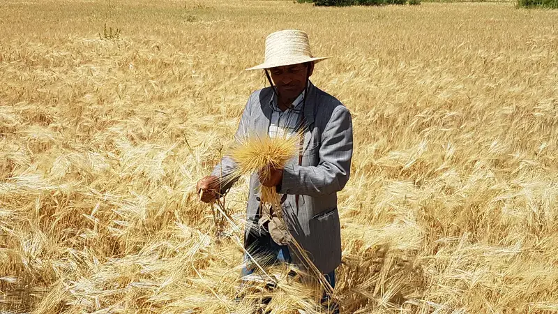 Barley is an important commodity which farmers get technical SMS messages about.
