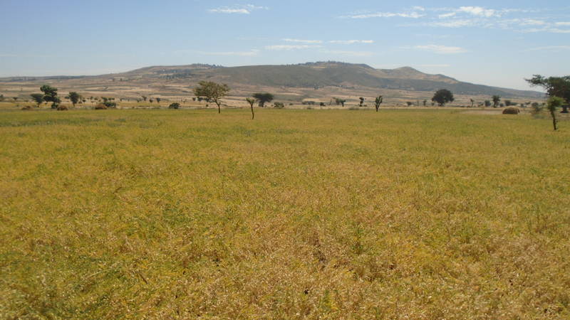 Chickpea field in Ethiopia