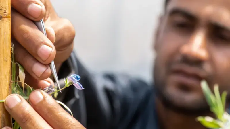 Crossing grasspeas at ICARDA’s facilities at Marchouch Station, Morocco