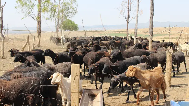 Agricultural and Livestock Technology Transfer Preferences in Tunisia