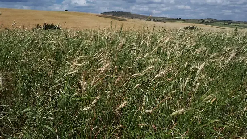Wheat Field