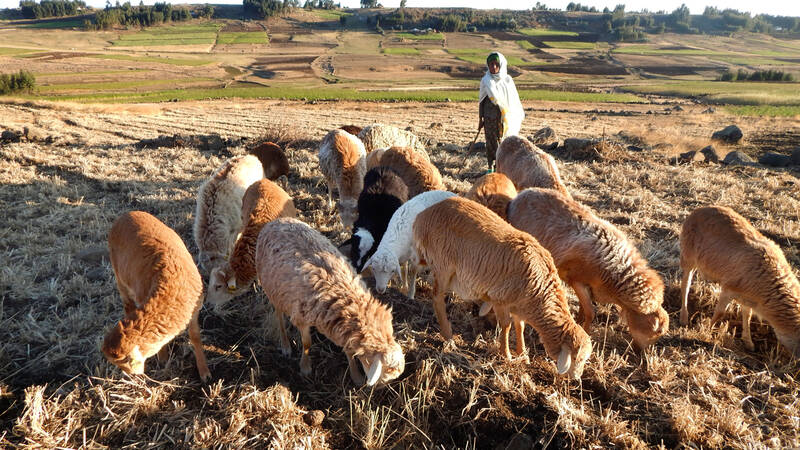 Community Based Sheep Breeding