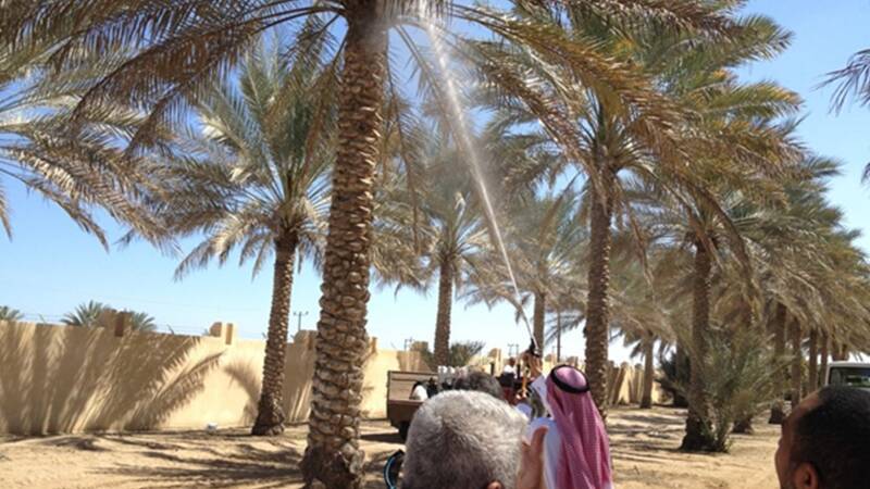 Development of sustainable production systems for the date palm in Gulf Cooperation Council Countries