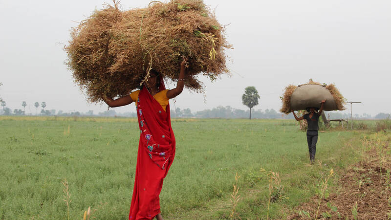 Women Carrying Lentils Harvest In South Asia