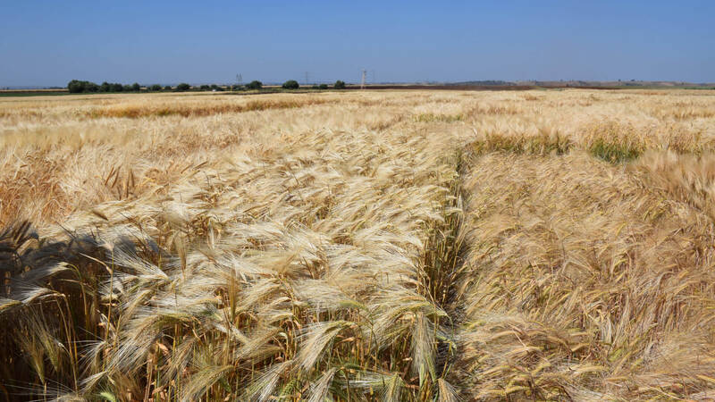 Our Climate Smart Crops - Barley