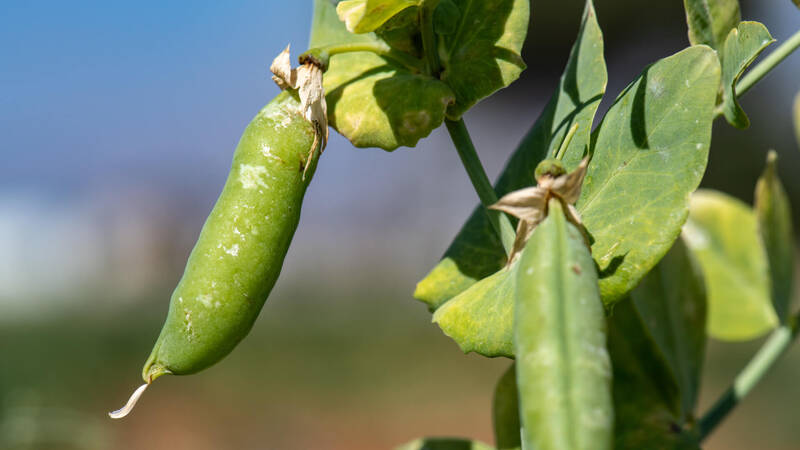 Our Climate Smart Crops - Faba Bean