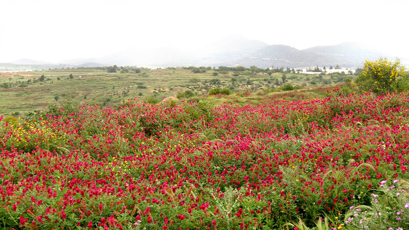 Restoration of degraded agrosilvopastoral site in Central Tunisia using forage legume species Sulla (Hedysarum coronarium L.)