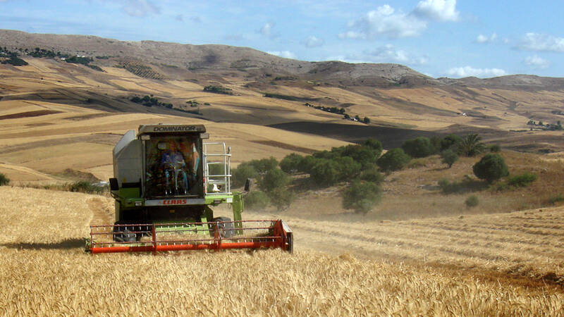 Harvesting a field of wheat under conservation agriculture cropping