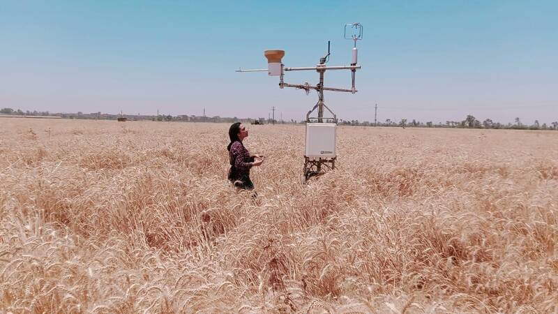 Rania Gamal, ICARDA's PhD Research Fellow, measuring Evapotranspiration (ET) using instruments introduced in Egypt
