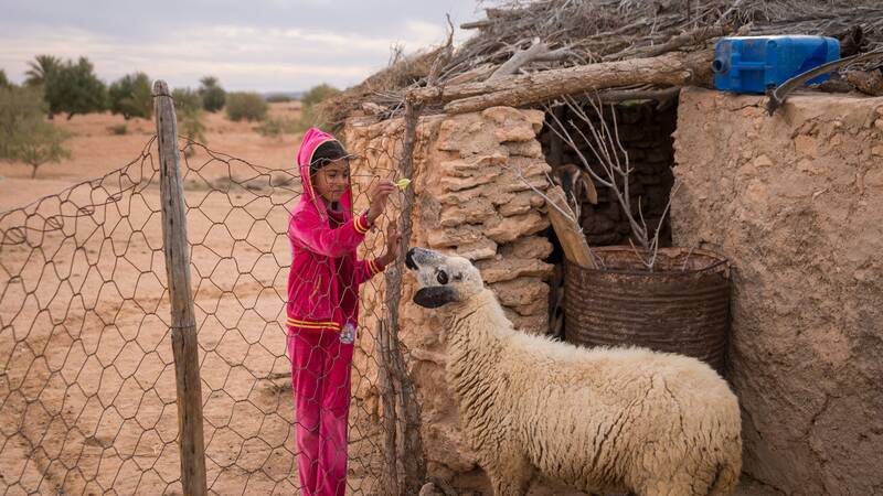 Sheep in rural Tunisia