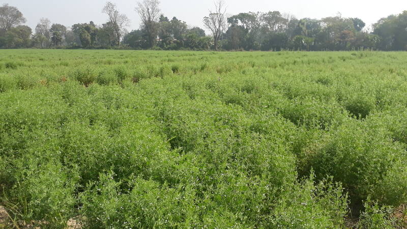 Plot-level impact of improved lentil varieties in Bangladesh.