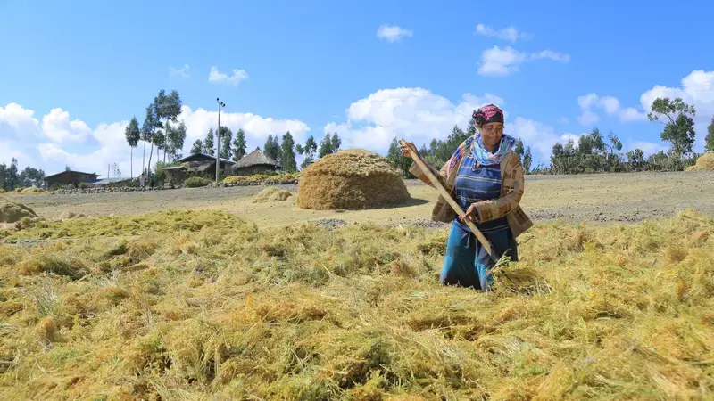 A female farmer from Central Ethiopia exposes lentils to the sun