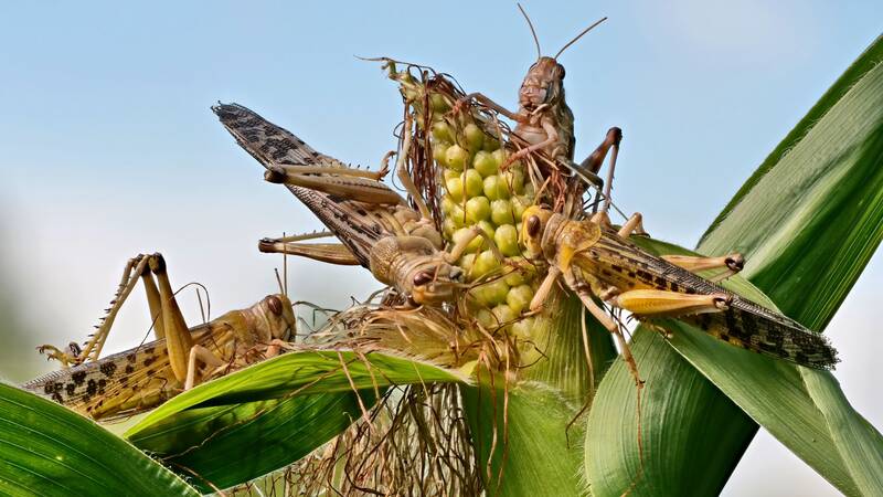 Desert Locusts devouring crops