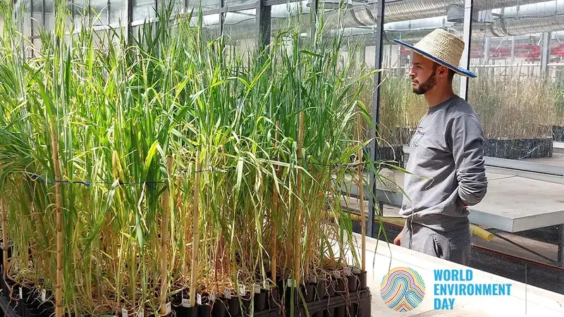 A technician at ICARDA's Morocco Genebank