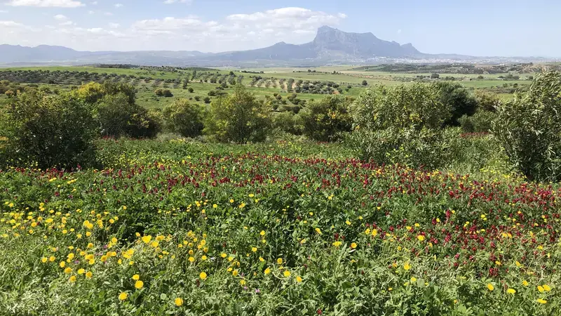 A restored silvopasture site in semi-arid of Tunisia where two-layered dense vegetation is covering the soil surface. 
