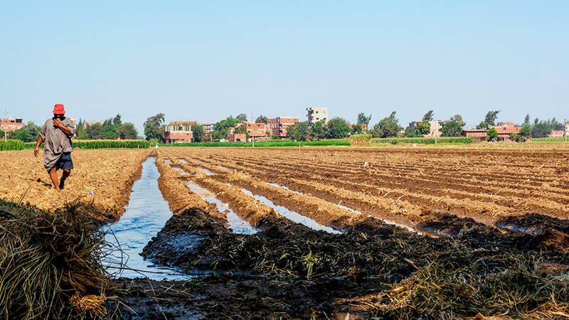 Egyptian farmers dig furrows and beds into the soil for better irrigation efficiency
