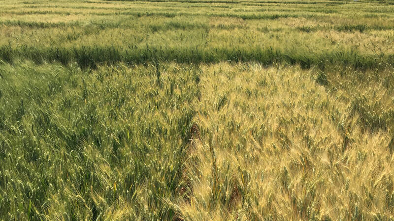 Durum Wheat Field