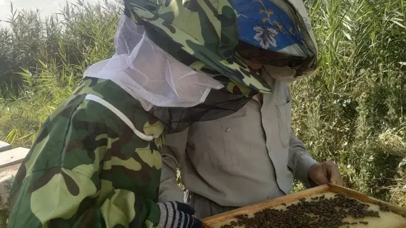 Olga & Sergey inspecting a hive