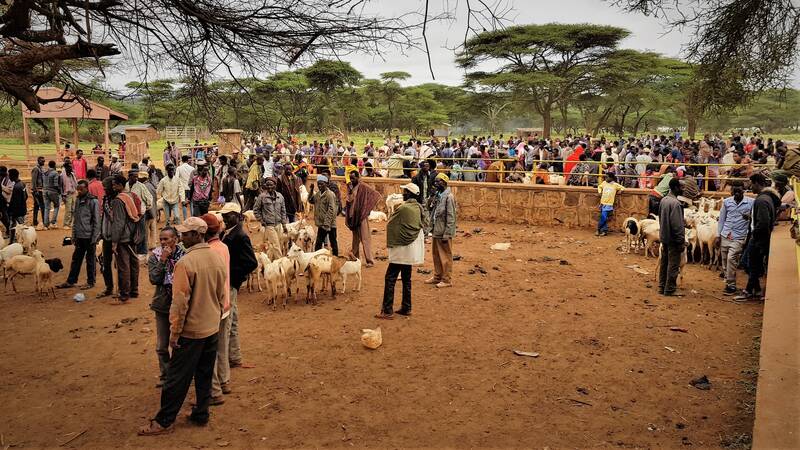 Goat Market in Ethiopia