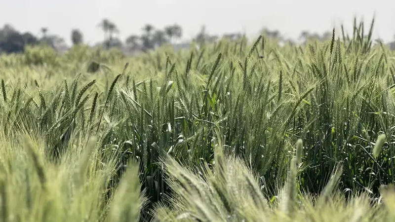 SIDS Research Station 