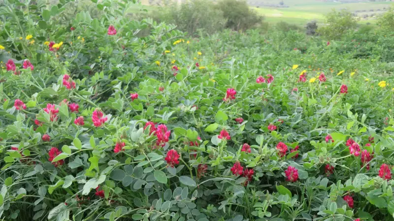 Forage Legume (Sulla) in Central Tunisia - Photo by: Mounir Louahichi