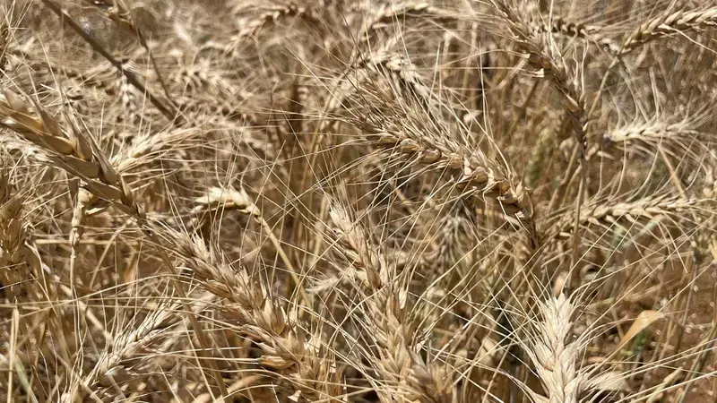 Wheat
