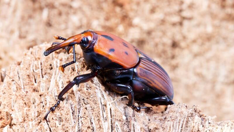 Red Palm Weevil