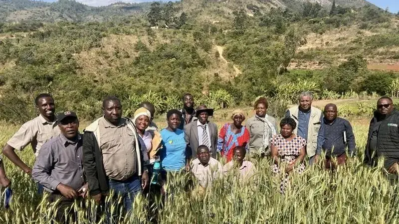 Summer Wheat in Zimbabwe