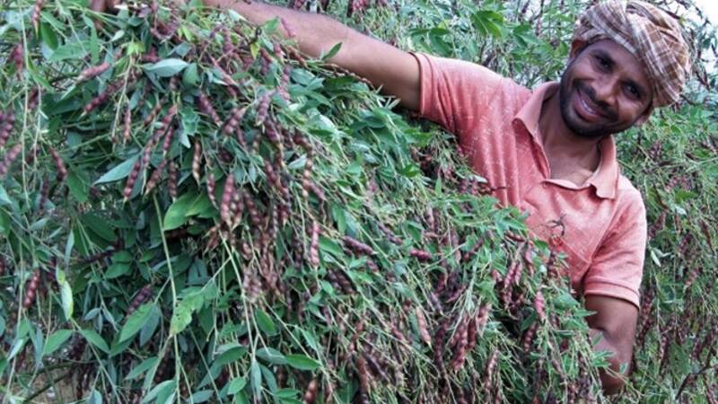 Farmer with pigeon pea