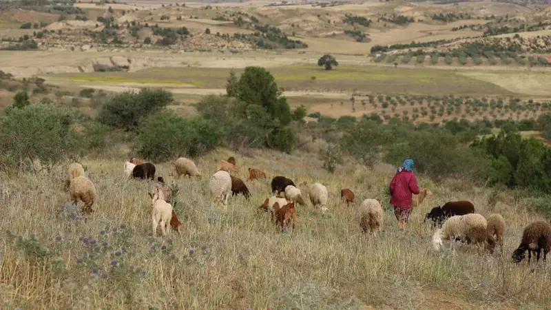 Rangelands in Tunisia
