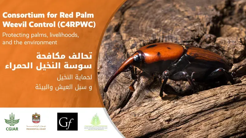 Red Palm Weevil