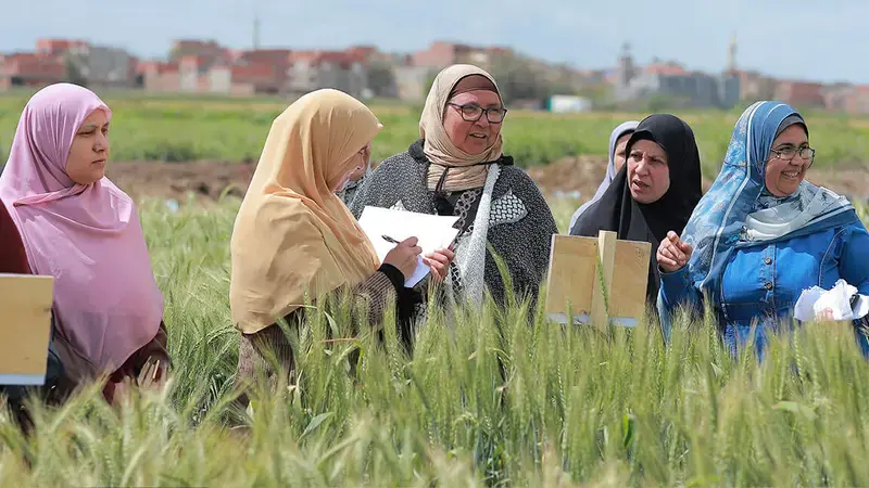 Wheat farmers in Egypt