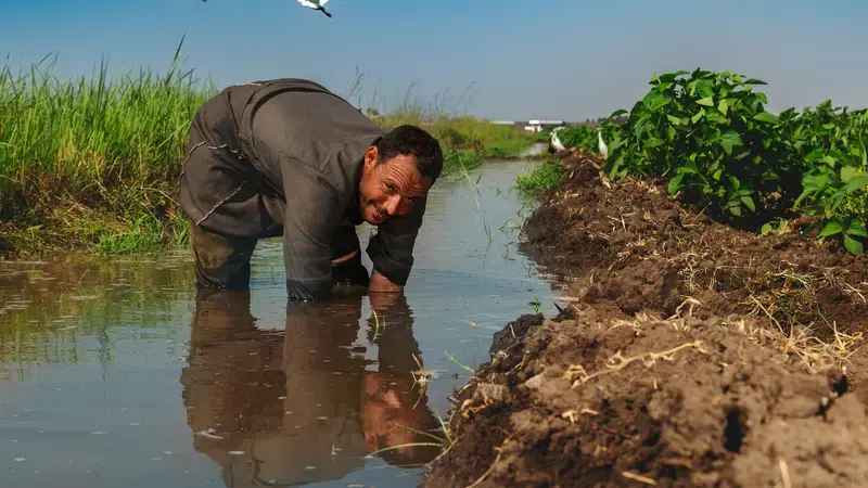 Farmer in his field, Kafr El-Sheikh, Egypt. Photo: Ahmed El Sheemy/ICARDA 